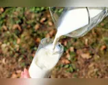 OMS alerta para risco de transmissão de gripe aviária por leite fresco