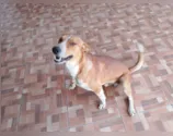 Polícia Civil de Cândido de Abreu busca lar para cachorro resgatado