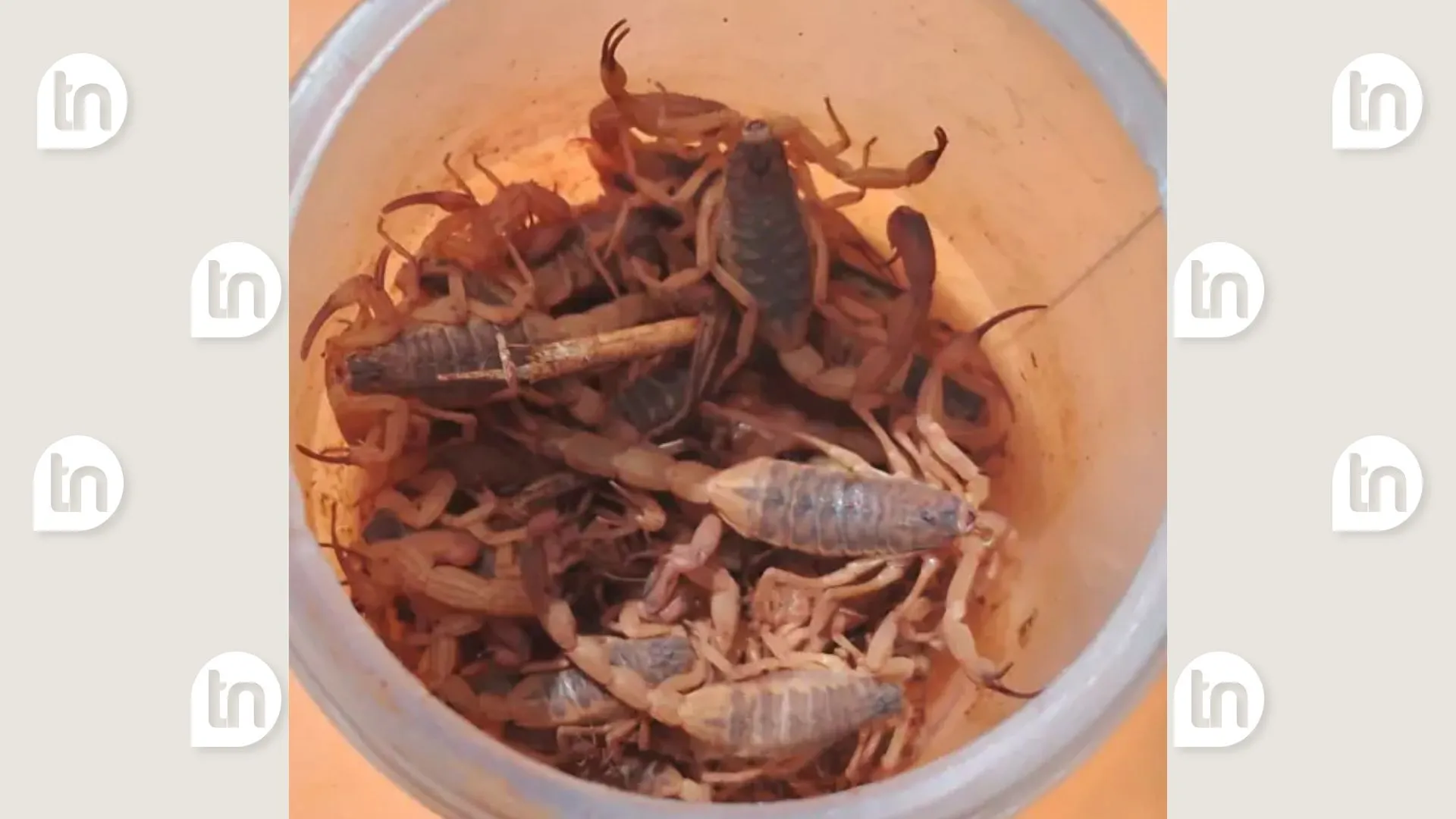 Mais de 50 escorpiões amarelos são capturados no campus da UEL