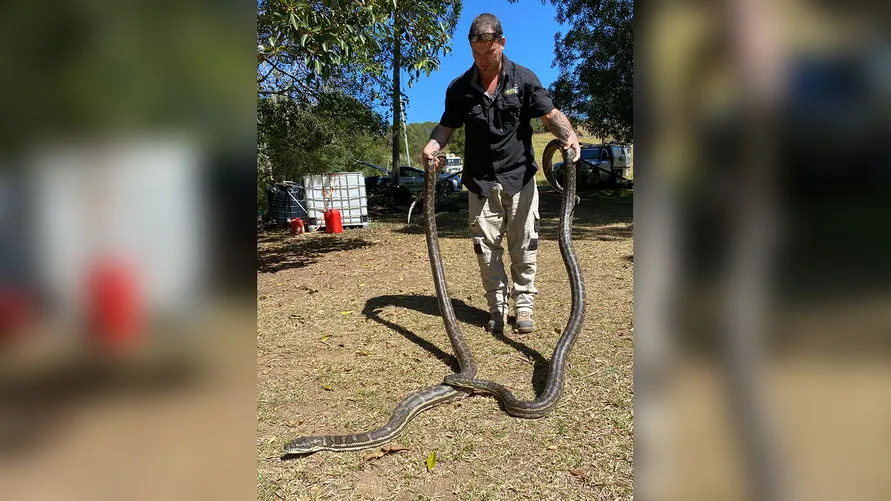 Cobras de quase três metros caem do forro de uma residência
