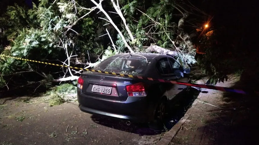 Árvore cai em cima de carros em Apucarana; vídeo