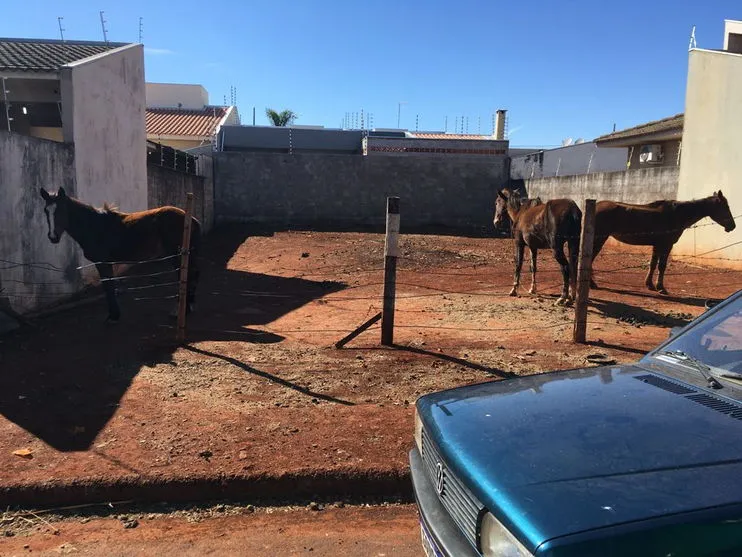 GM de Arapongas flagra maus-tratos contra cavalos