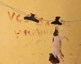 Homem mata cães e escreve em muro com sangue dos animais