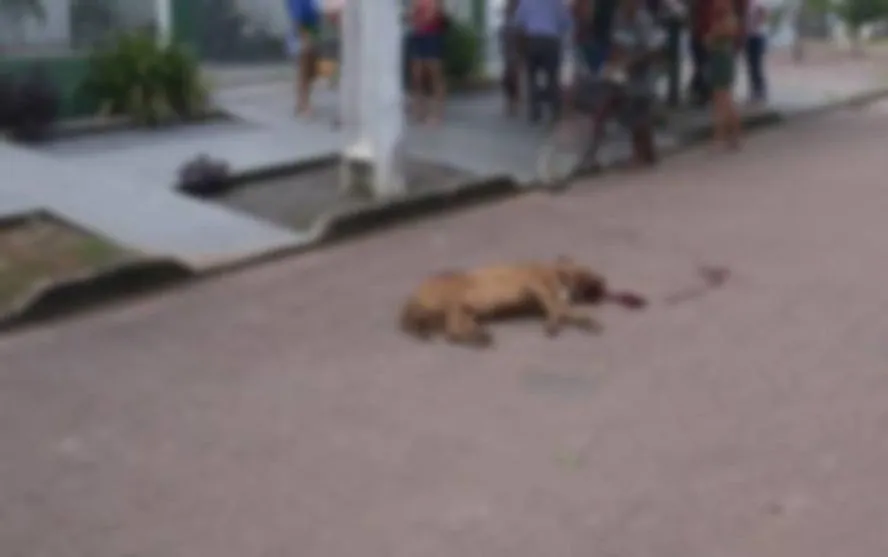 Homem mata o próprio cão para interromper ataque à vizinha