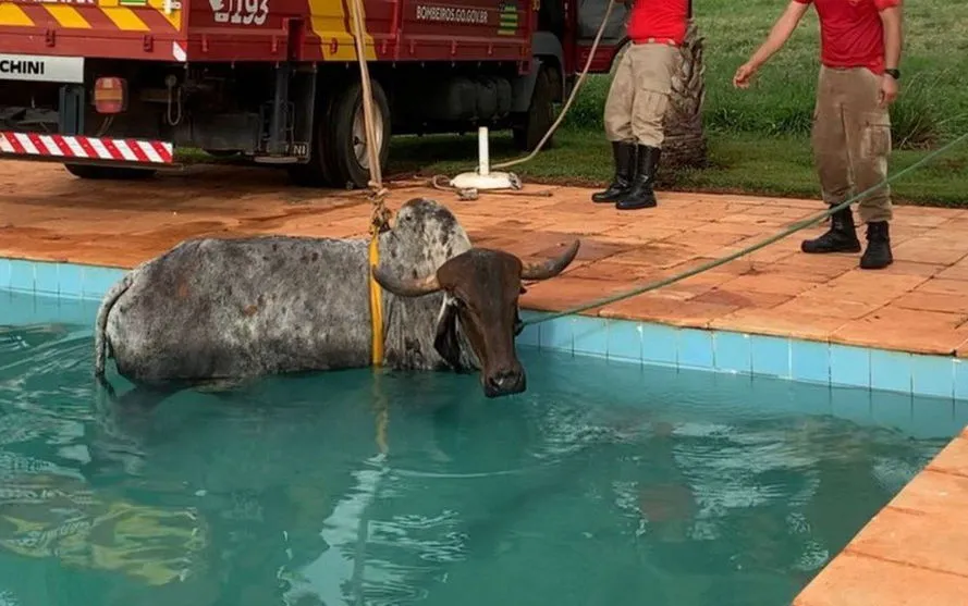 Vaca cai em piscina e é resgatada pelos bombeiros; assista