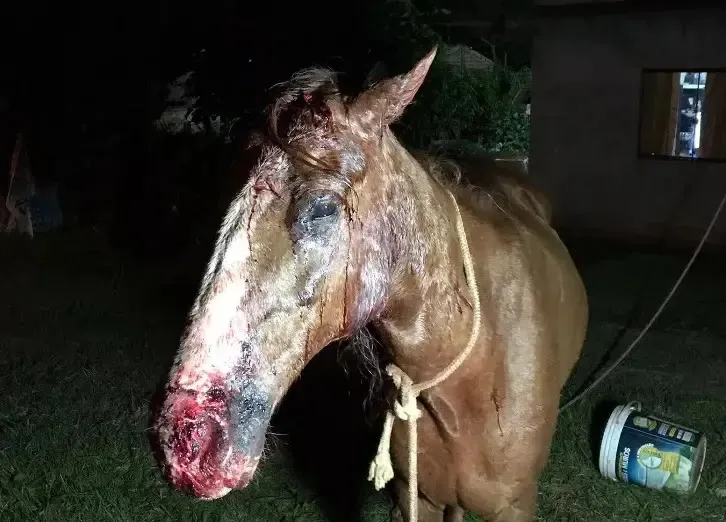 Onça é suspeita de atacar cavalo em Cascavel no Paraná