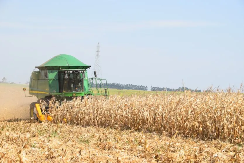  Valorização de preço do milho compensou a queda na produção 