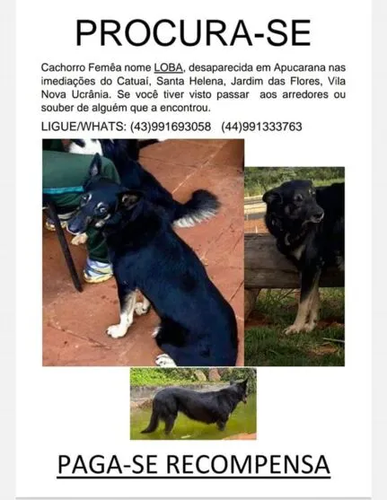 Apelo: moradores de Apucarana procuram por cachorra desaparecida