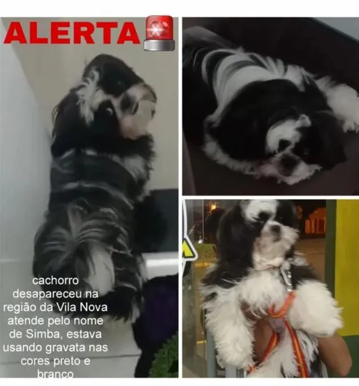 Família pede ajuda para encontrar cachorro desaparecido na Vila Nova