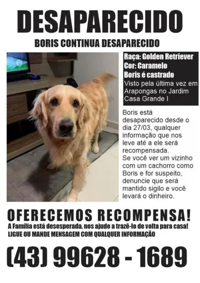 Família pede ajuda para encontrar cachorro desaparecido em Arapongas