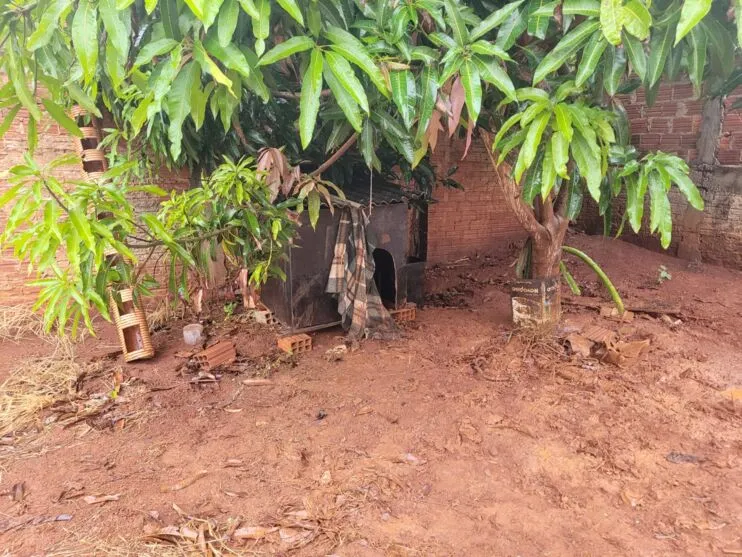 Cachorros são resgatados acorrentados, sem água e comida em Jandaia