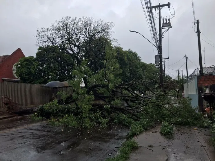 Árvore de grande porte cai e interdita Avenida Aviação em Apucarana