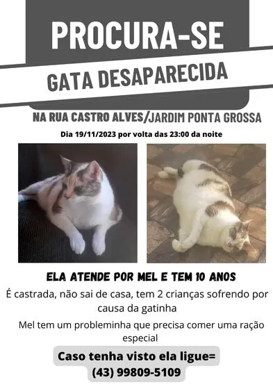 Família pede ajuda para encontrar gata desaparecida em Apucarana