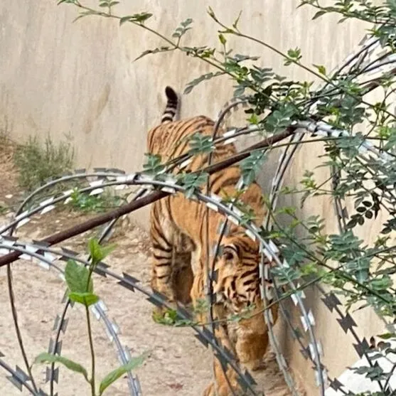 Tigre é visto com sapato na boca e funcionários encontram corpo
