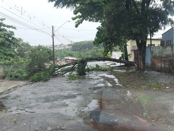  Queda de árvore na rua Rio Goioerê, no Núcleo João Paulo 