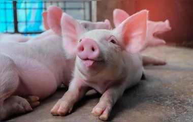 Cientistas chineses identificam novo vírus em porcos