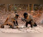 Paraná registra morte de três macacos por febre amarela