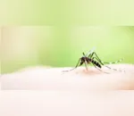Paraná tem aumento de casos de Chikungunya
