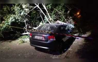 Árvore cai em cima de carros em Apucarana; vídeo