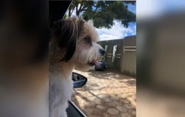 Família de Apucarana pede ajuda para encontrar cachorrinha