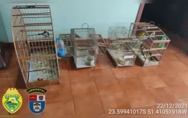 Apucaranense é multado por manter aves em cativeiro ilegal