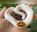 Imagens da serpente são divulgadas em um perfil do Instagram