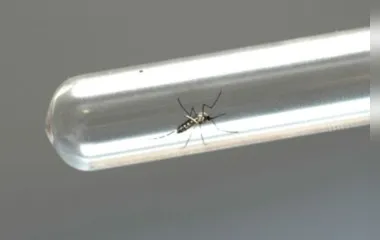 Mosquito Aedes aegypti também é responsável, além da chikungunya, pela transmisão da dengue e zika
