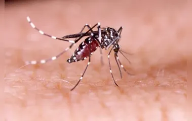 Marilândia do Sul confirma primeiro caso de chikungunya