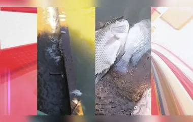 Moradora fotografou peixes boiando no lago