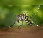 Ação de combate à dengue