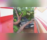 Árvore foi derrubada pela força do vento em Ivaiporã