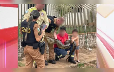 Sucuri assusta moradores após ser encontrada em casa do Paraná; vídeo