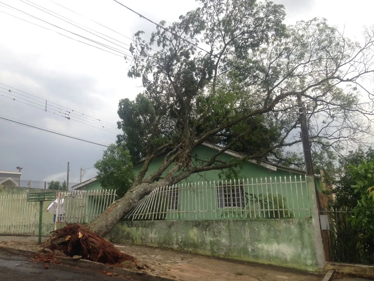 Árvore de grande porte cai sobre casa em Apucarana