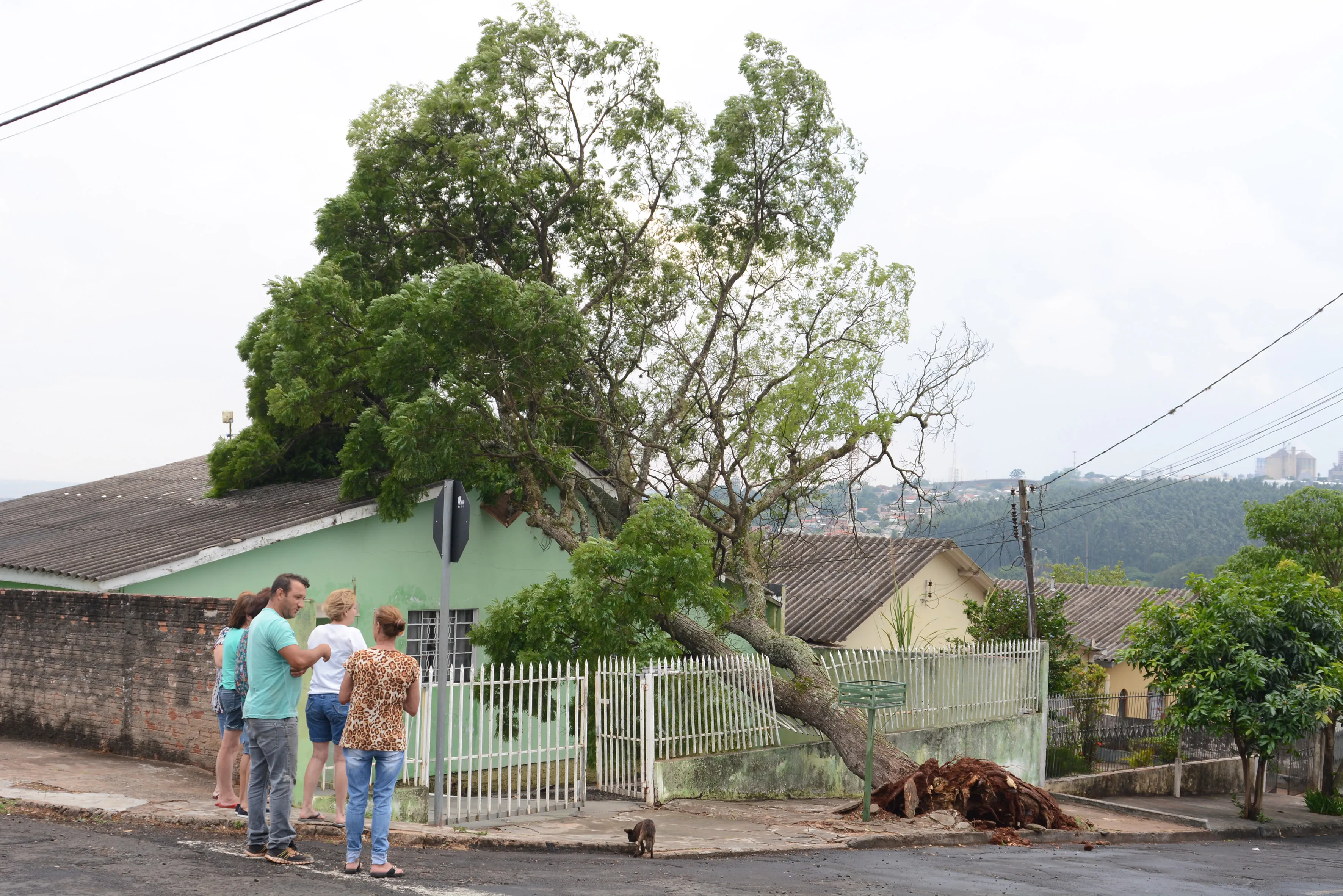 Chuva causa destelhamentos e quedas de árvores em Apucarana e região