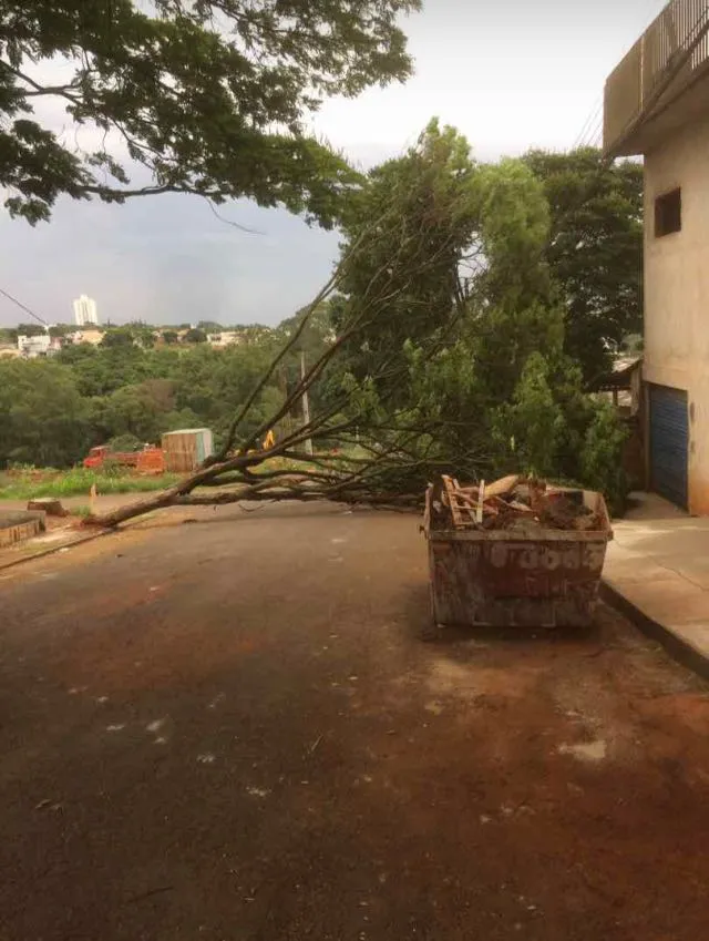 Chuva causa destelhamentos e quedas de árvores em Apucarana e região