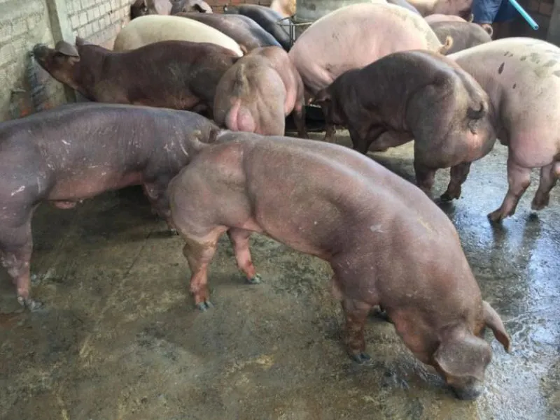 Camboja cria porcos da raça Durok geneticamente modificados; (vídeo)