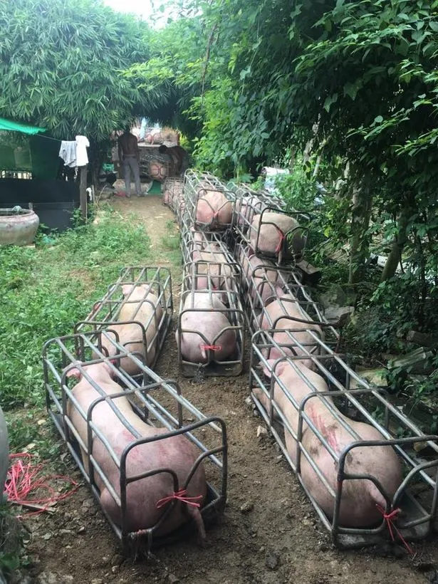 Camboja cria porcos da raça Durok geneticamente modificados; (vídeo)