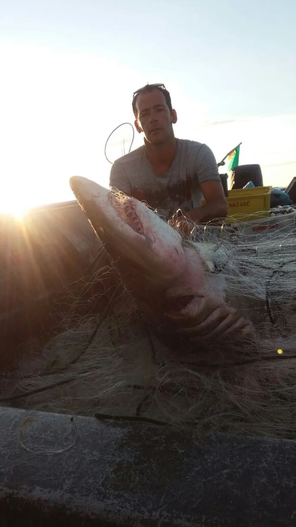 Pescador é surpreendido ao capturar tubarão de 150 kg 'sem querer' 