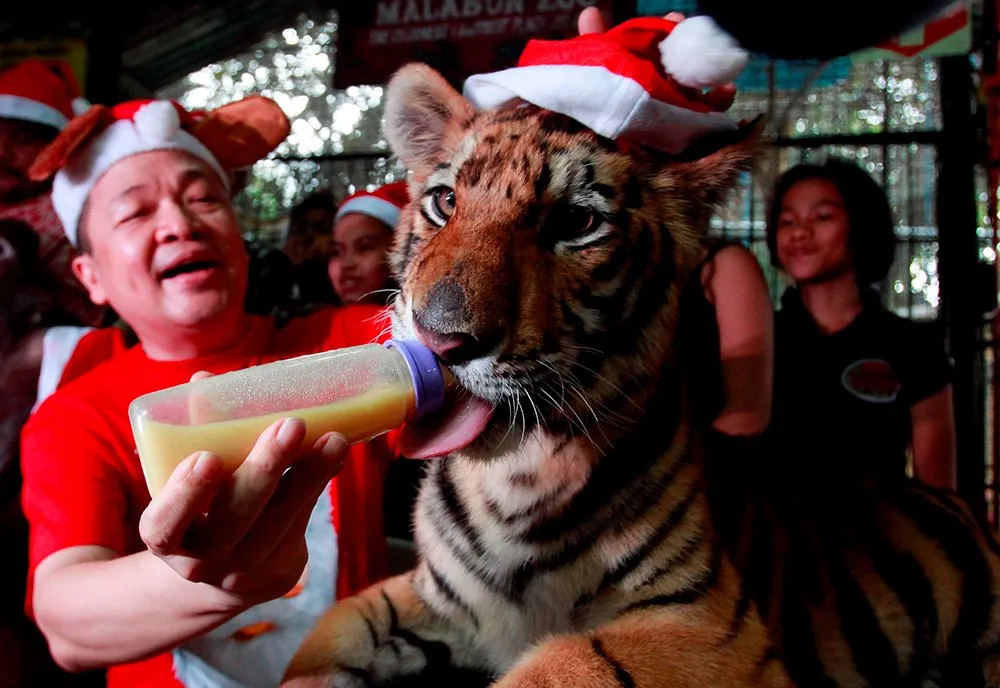 Crianças órfãs celebram o Natal em zoo nas Filipinas com animais 'vestidos' de Papai Noel