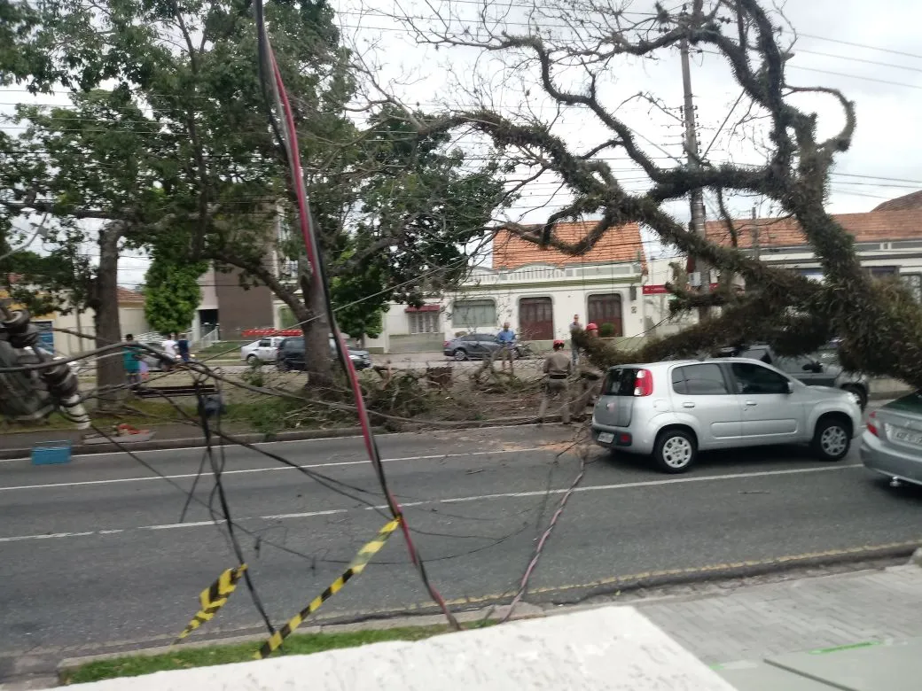 Árvore cai e atinge três carros que aguardavam semáforo abrir