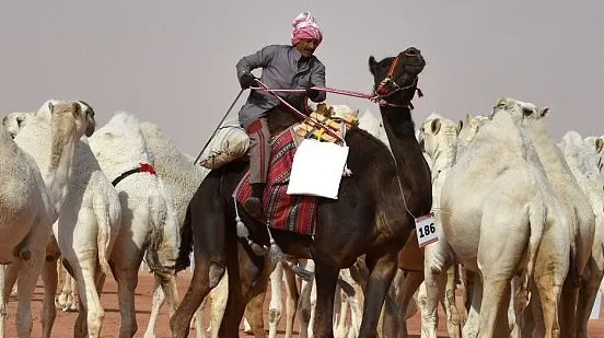 Camelos são desclassificados de concurso de beleza por uso de botox
