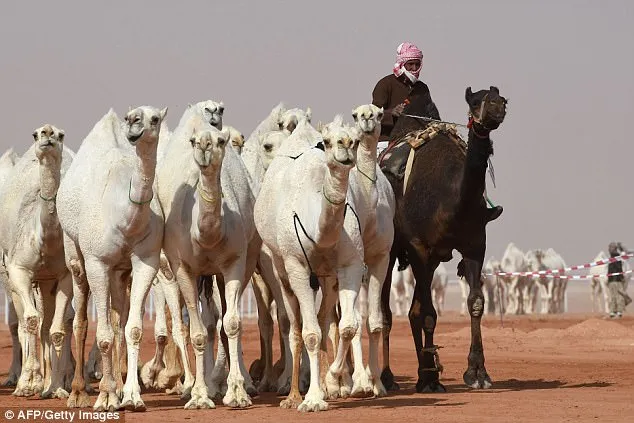Camelos são desclassificados de concurso de beleza por uso de botox