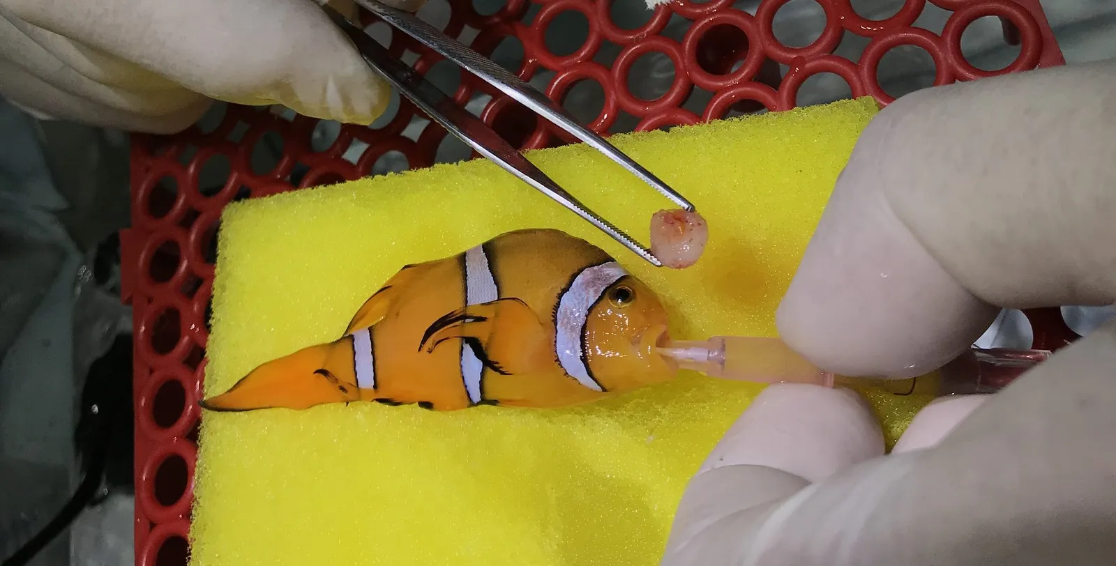 Cirurgia retira tumor de casal de peixes-palhaço
