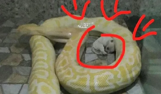 Zoológico é criticado nas redes sociais por alimentar cobras com cães vivos
