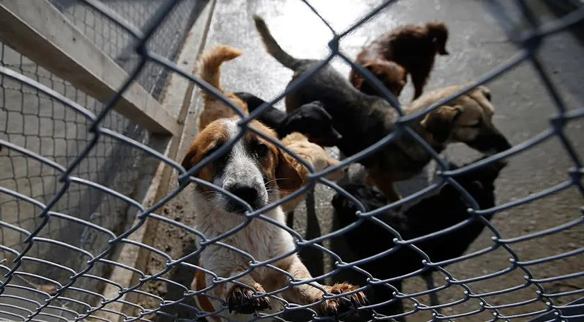 Presos cuidam de cães abandonados em cadeia pública