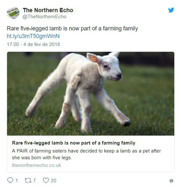 Raro cordeiro com 5 patas nasce na Inglaterra