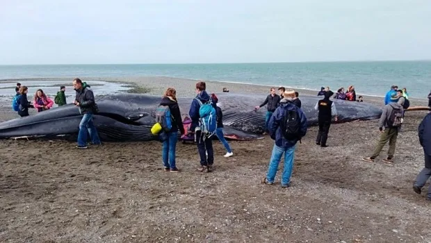 Turistas vandalizam cadáver de baleia e geram revolta nas redes sociais