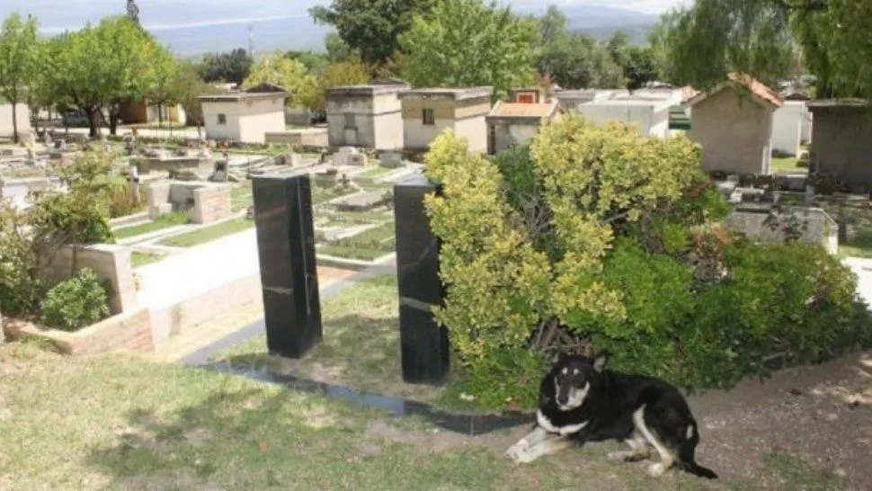 Morre cachorro que cuidou do túmulo do seu dono por mais de 10 anos; veja vídeo