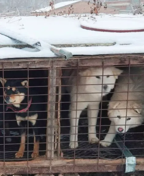 Esquiador e namorado resgatam 90 cães que estavam em fazenda de abate na Coréia do Sul
