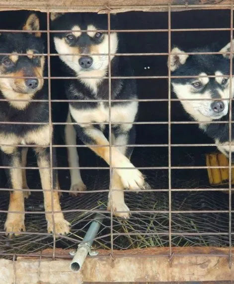 Esquiador e namorado resgatam 90 cães que estavam em fazenda de abate na Coréia do Sul